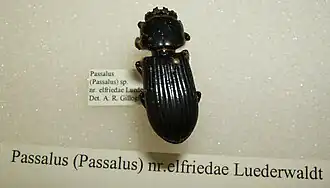 Passalus elfriedae
