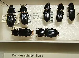 Passalus spiniger