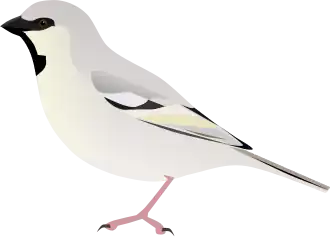 Aziatische woestijnmus