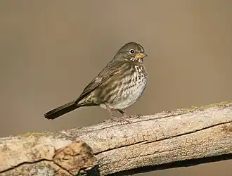 Diksnavelroodstaartgors