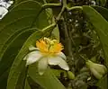 Passiflora arborea