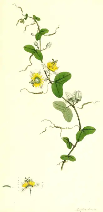 Passiflora biflora