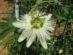 Passiflora caerulea 'Constance Eliott'