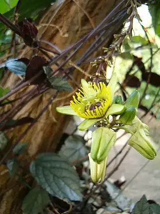 Passiflora coriacea