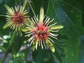 Passiflora jorullensis
