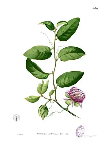 Passiflora laurifolia