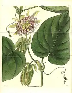 Botanische illustratie uit 1830 van William Jackson Hooker 'Curtis's Botanical Magazine)