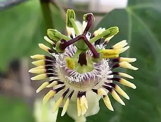 Passiflora punctata