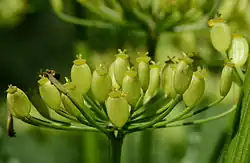 Stylopodia van pastinaak