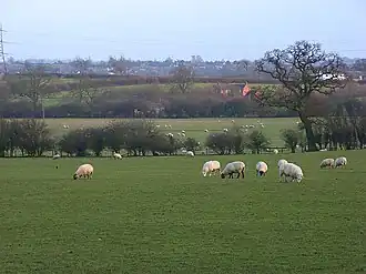 Pastures, Hogshaw, 2008