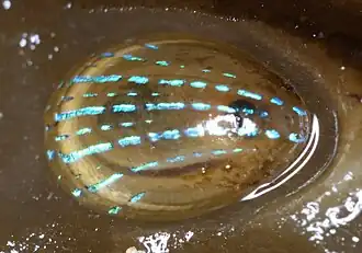 Blauwgestreepte schaalhoren