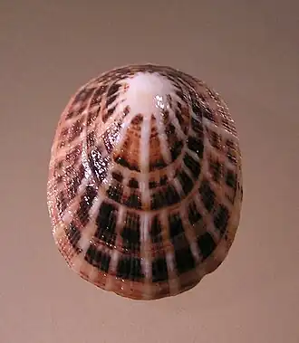 Scutellastra peronii