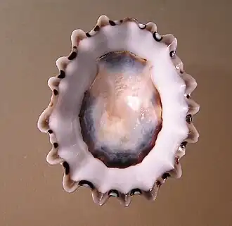 Patelloida alticostata