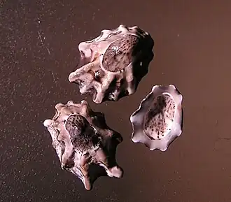 Patelloida latistrigata