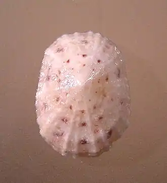 Eoacmaea pustulata