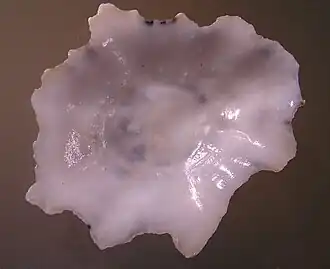 Patelloida saccharinoides