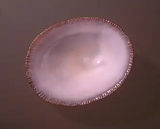 Patelloida victoriana