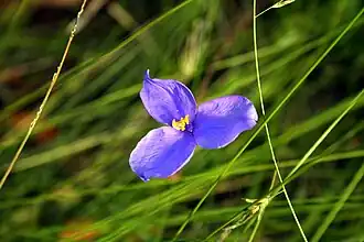 Patersonia occidentalis