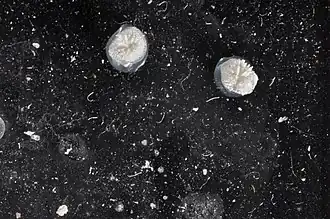 Patinella verrucaria