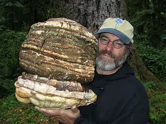Paul Stamets met een laricifomes officinalis