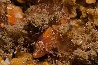 Pavoclinus profundus