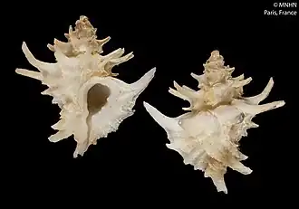 Pazinotus spectabilis