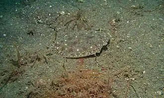 Pardachirus pavoninus