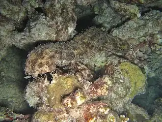 Pearsonothuria graeffei