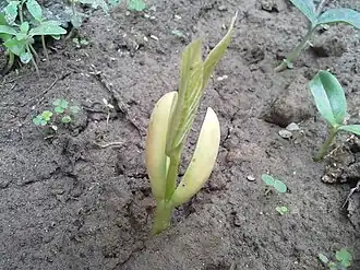 Erwt (Pisum sativum) (een tweezaadlobbige plant)