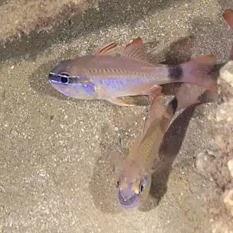 Ostorhinchus fleurieu