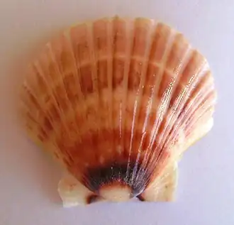 Pecten novaezelandiae