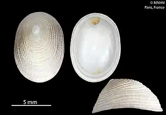 Pectinodonta kapalae