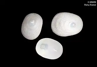 Pectinodonta morioria