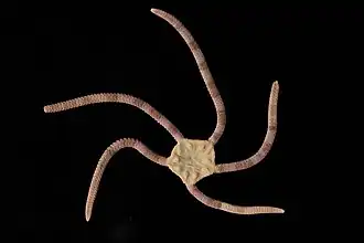 Ophiopsammus assimilis