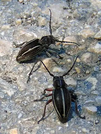Dorcadion decipiens