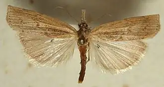 Pediasia aridella