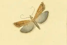 Oranjebruine grasmot