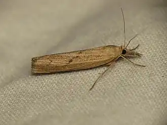 Oranjebruine grasmot