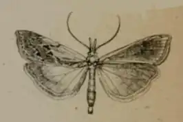 Pediasia desertellus