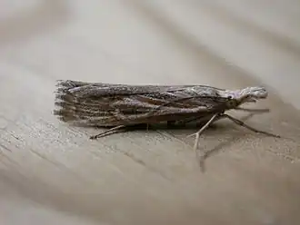 Pediasia fascelinella