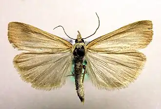 Pediasia luteella