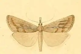Pediasia pedriolellus