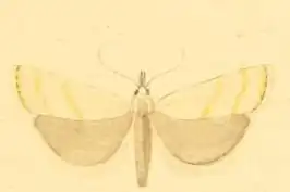 Pediasia subflavellus