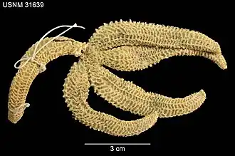 Ampheraster hyperonchus