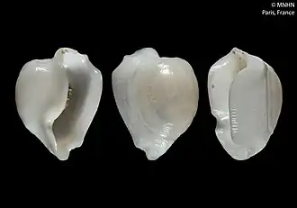 Pedicularia decurvata