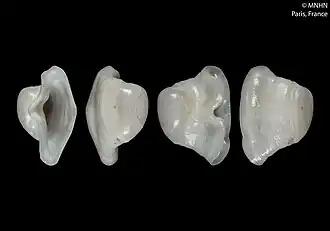 Pedicularia splendida