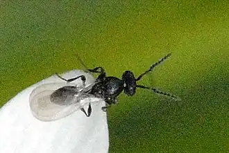 Pediobius metallicus