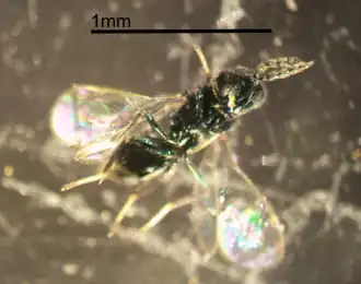 Pediobius foveolatus