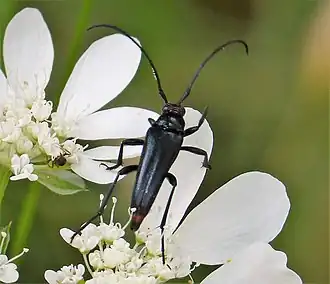 Pedostrangalia verticalis