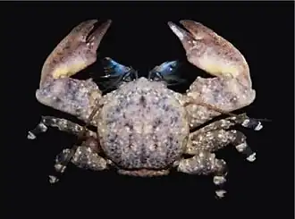 Allopetrolisthes angulosus